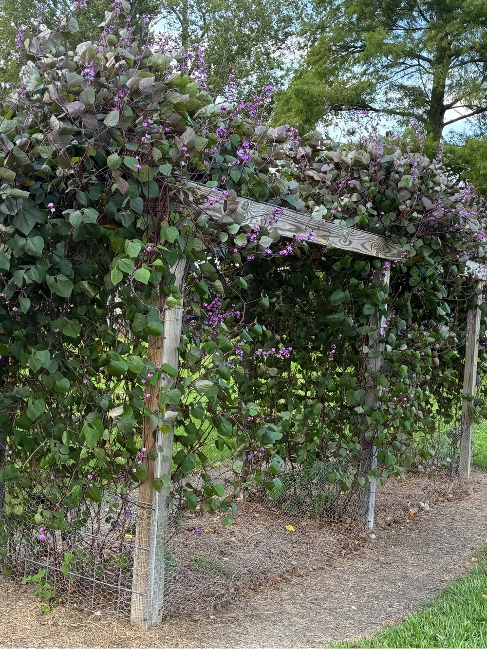 Purple Hyacinth Vine Seed, 25 Seed Count